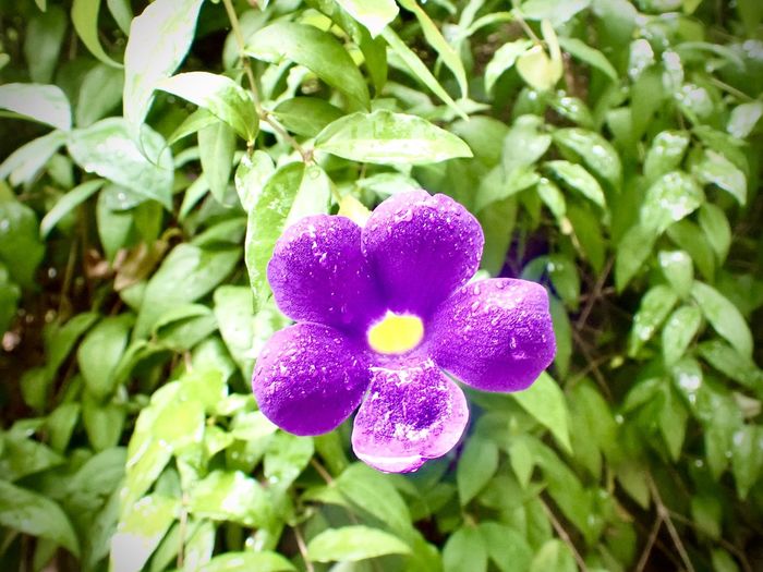 plant