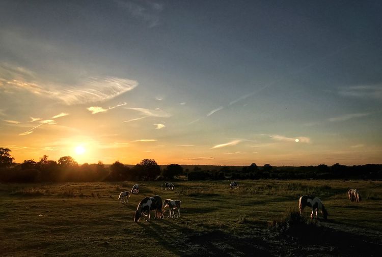 Cows grazing on field against sky during sunset