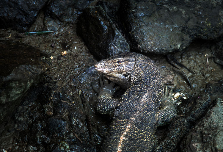 Close up comodo lizard on dark pond to predator for survive