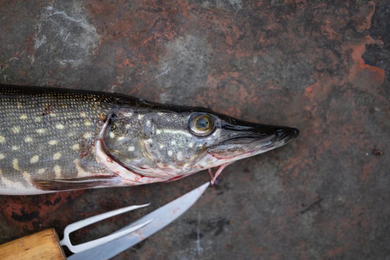 Fresh northern pike for cleaning