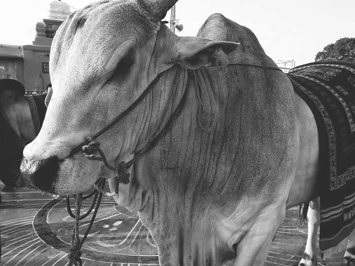 Close-up of two horses