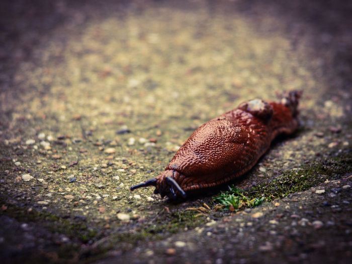 Close-up of slug on ground