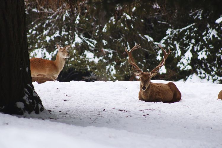 Deer on snow covered tree