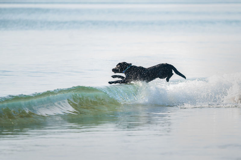 View of dog swimming in sea