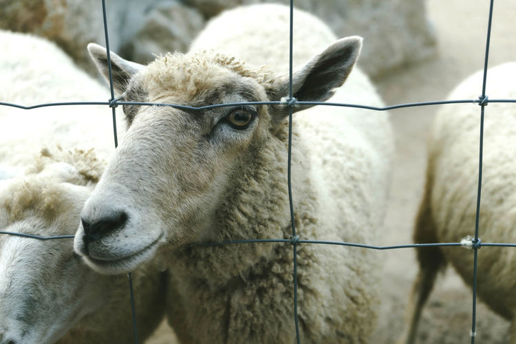 Close-up of a sheep 