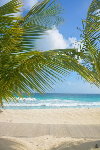 Close-up of palm trees on beach