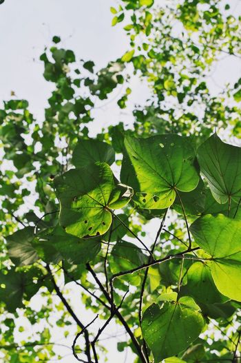 Close-up of fresh green plant