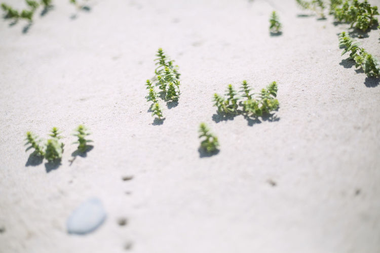Close-up of plants on sand