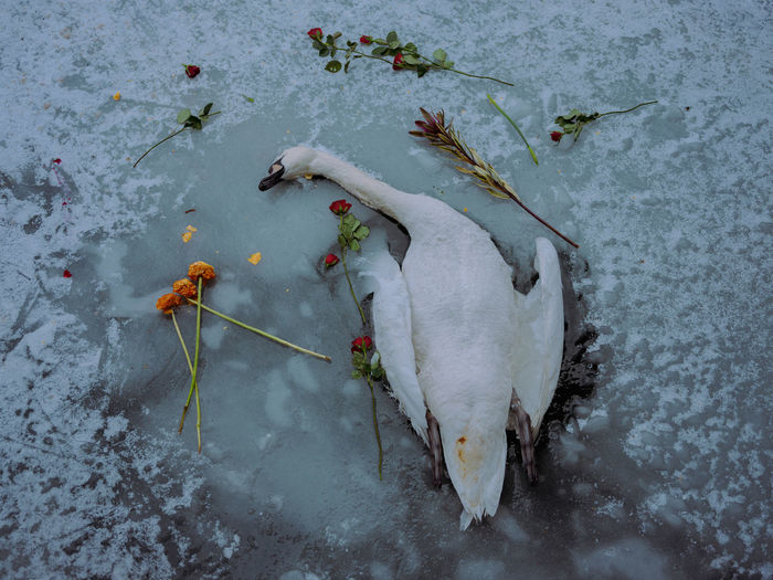 High angle view of dead fish in snow