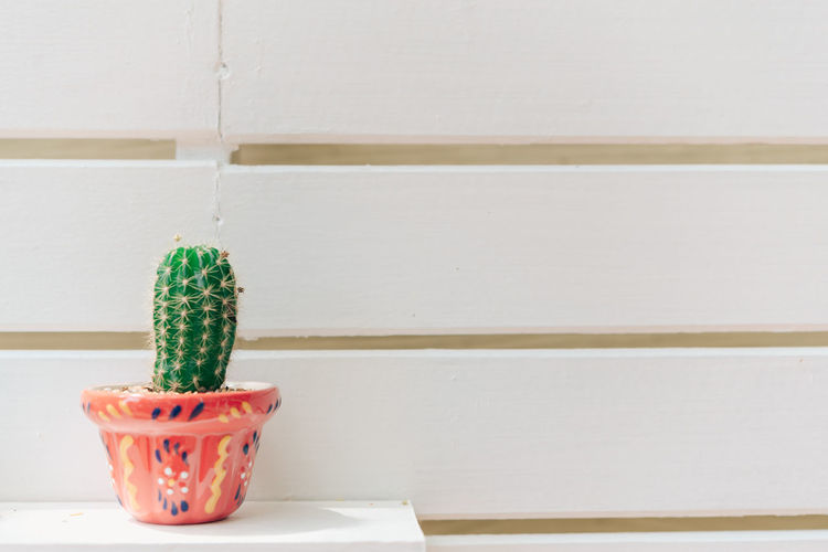Close-up of potted plant on table against wall