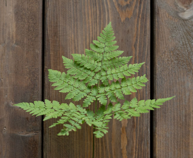 High angle view of plant growing on wooden plank