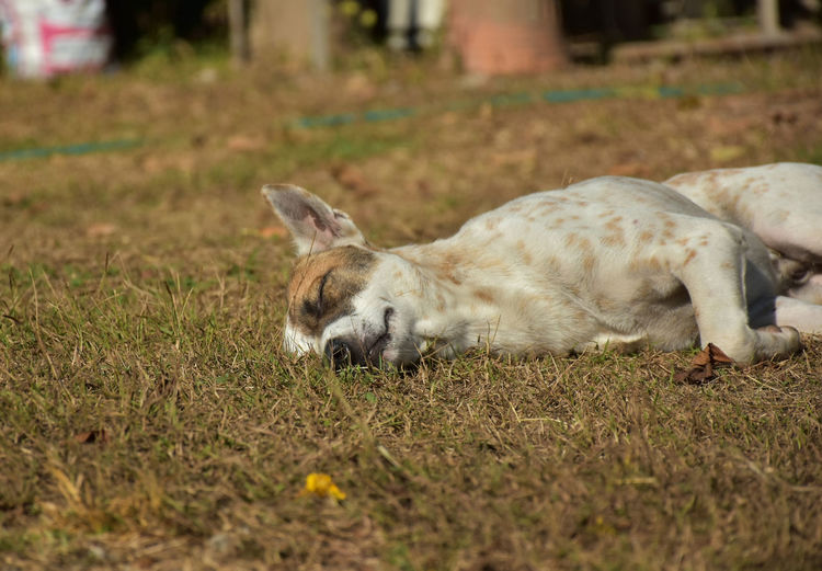 View of a dog lying on land