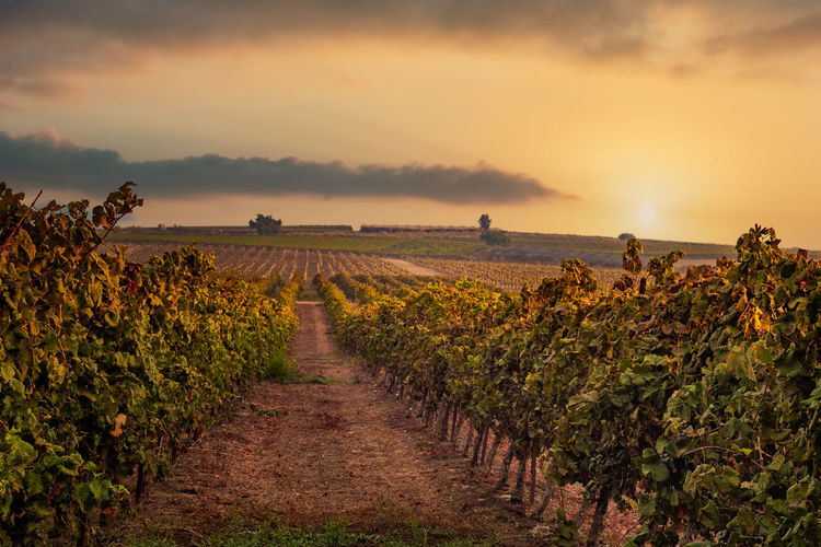 Scenic view of vineyard against sky during sunset