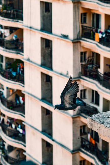 Bird on building in city