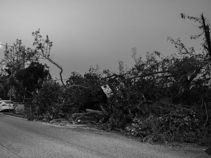 Street by trees against clear sky