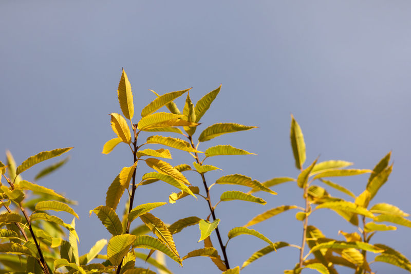 Close-up of yellow leaves against sky