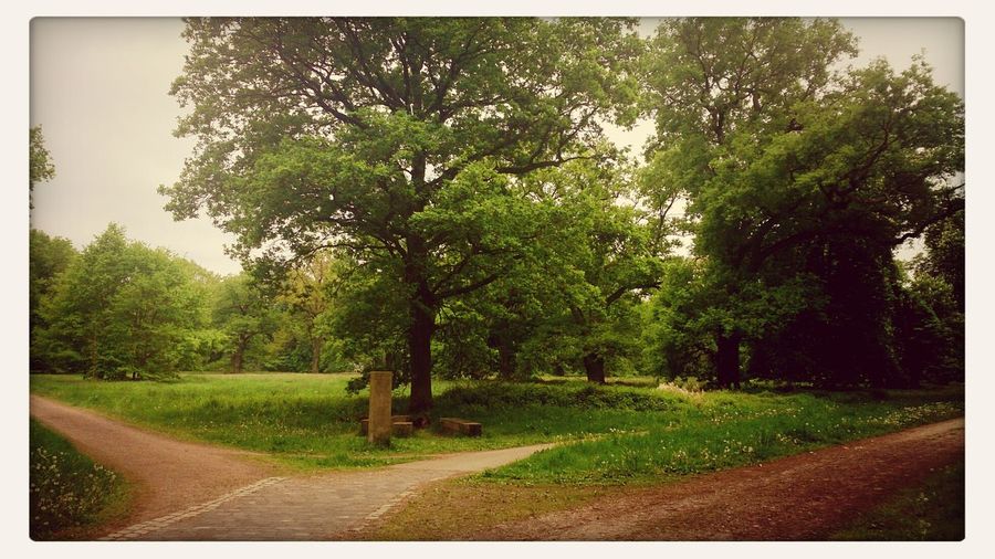 Trees on grassy field