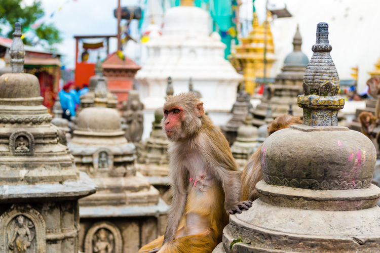 Monkeys in temple