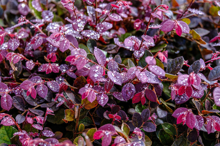 Close-up of wet pink flowering plant