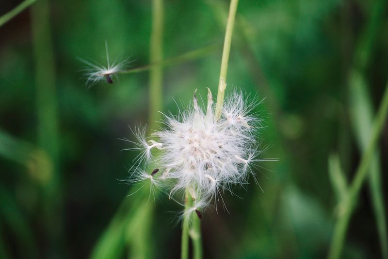 Close-up of dandelion flower