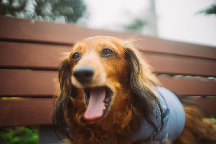 Close-up portrait of a dog