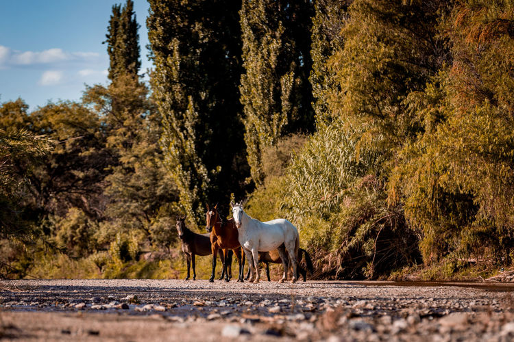 Horses standing in the river 