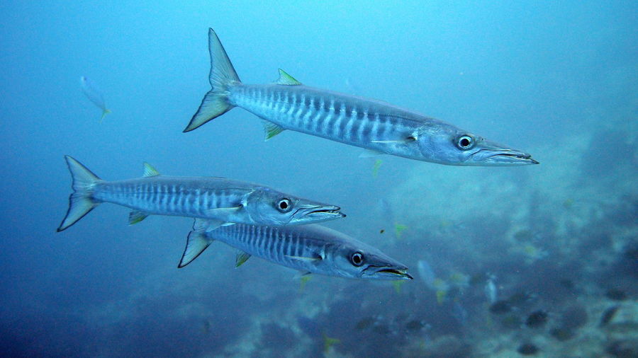 Barracudas swimming in sea