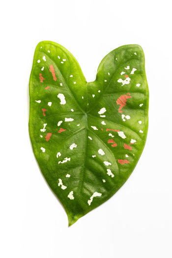 High angle view of heart shape leaf on white background