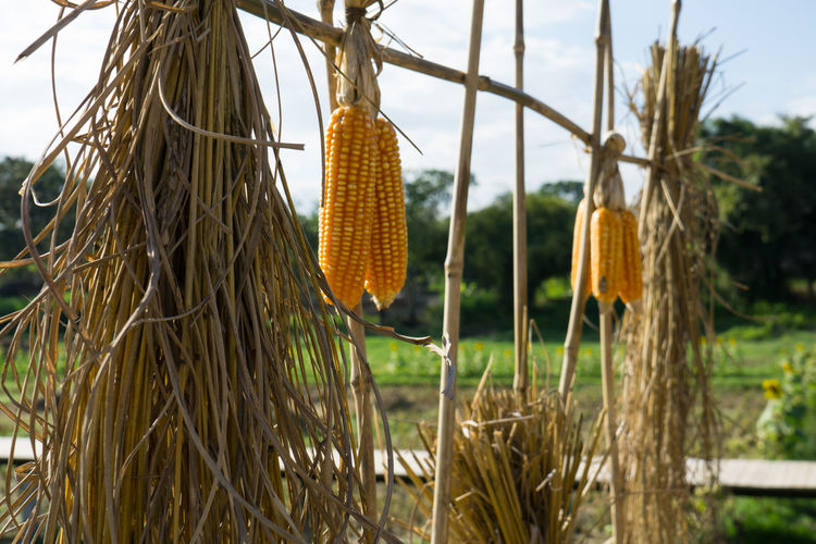 Close-up of corn hanging on field