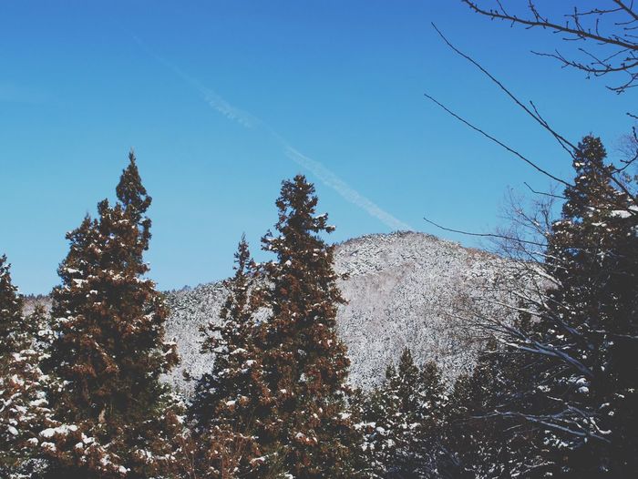 Low angle view of trees against clear blue sky