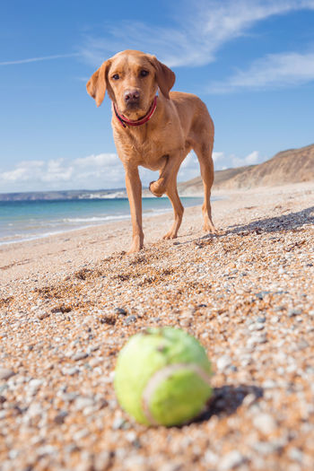 A labrador retriever standing on a sandy beach waiting for it's ball to be thrown a game of fetch