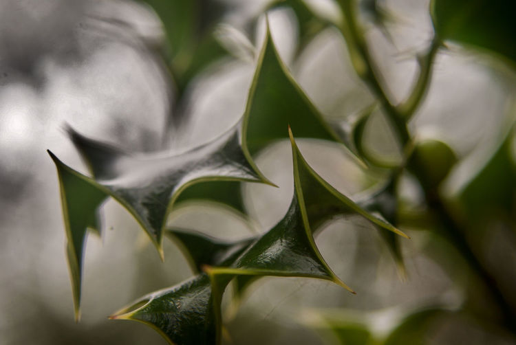 Close-up of succulent plant leaves