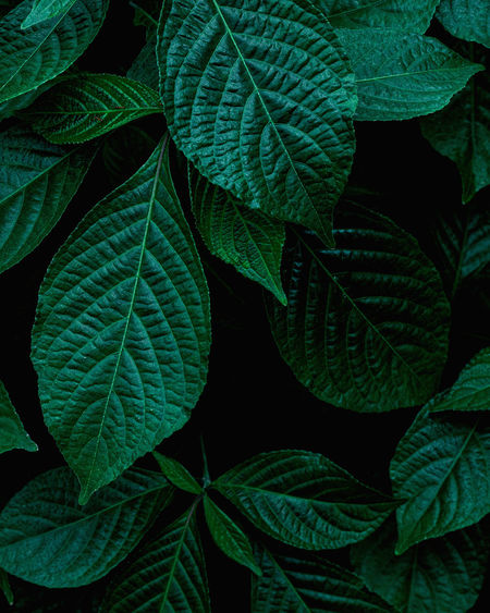 Closeup nature view of green leaf background, dark wallpaper concept.