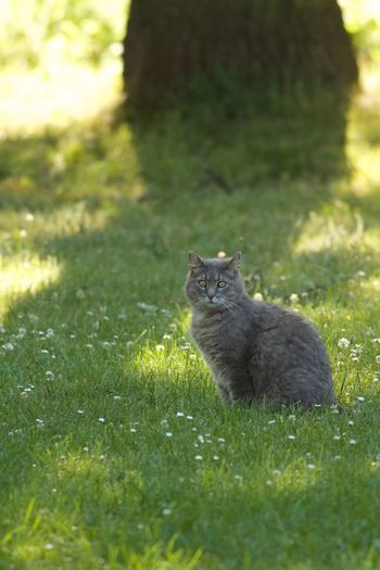 Cat sitting on field