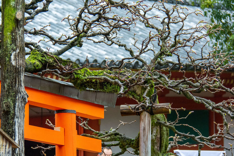 Low angle view of tree against building