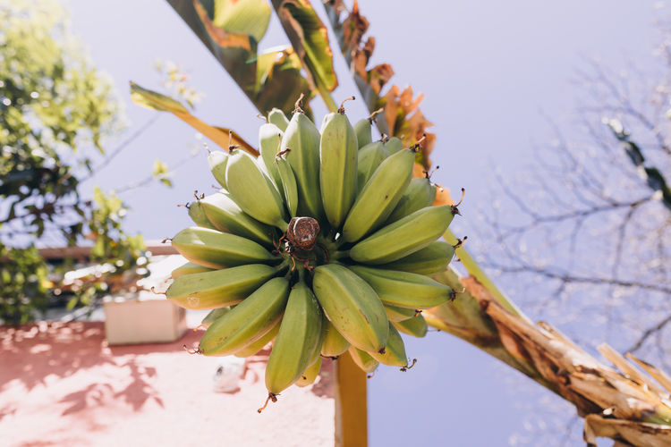 Low angle view of bananas on a tree