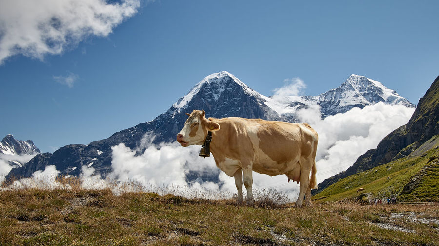 Cow on field against mountains