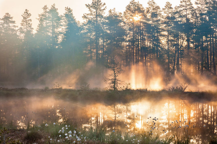 Sunrise with sunbeams through the forest by the lake