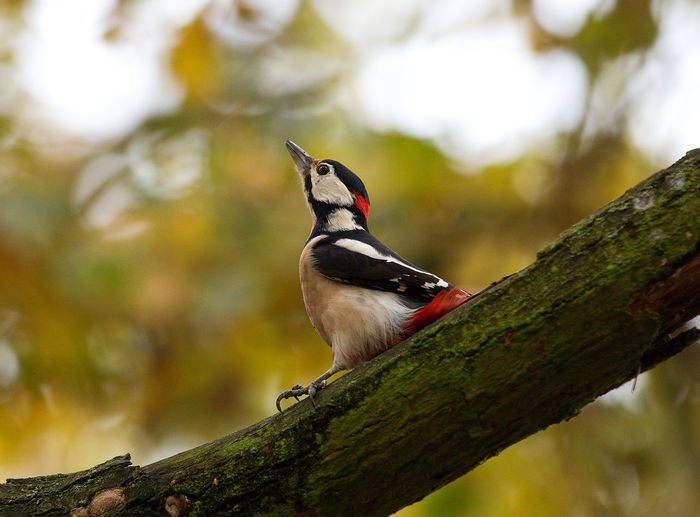 Close-up of bird perching on a branch
