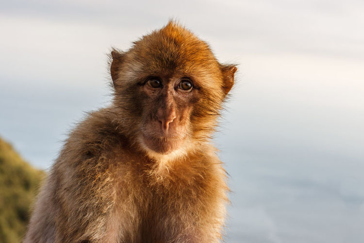 Close-up portrait of monkey against sky