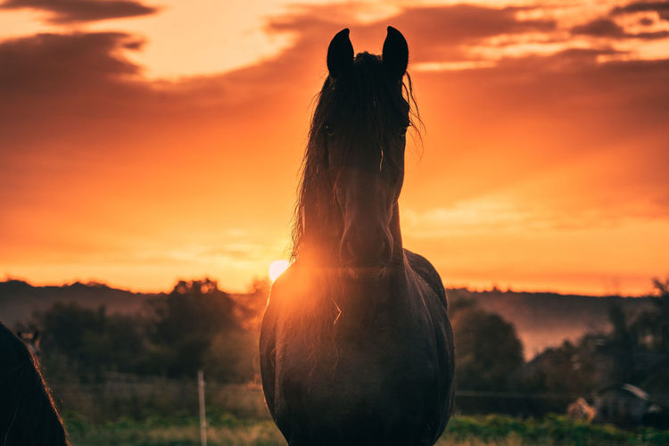 Horse on field against sky during sunset