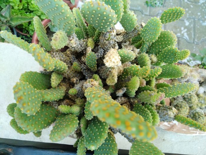 High angle view of succulent plant