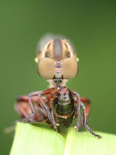 Close up frontal of robberfly with prey