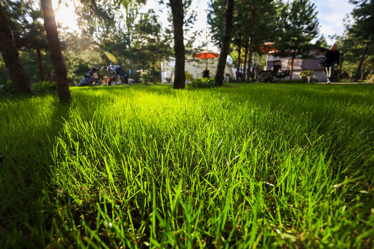 Surface level of grass in park