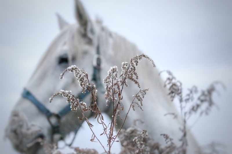 Close-up of frozen plants against horse