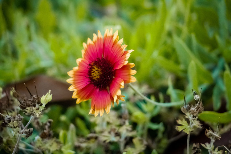 Close-up of red flowering plant on field