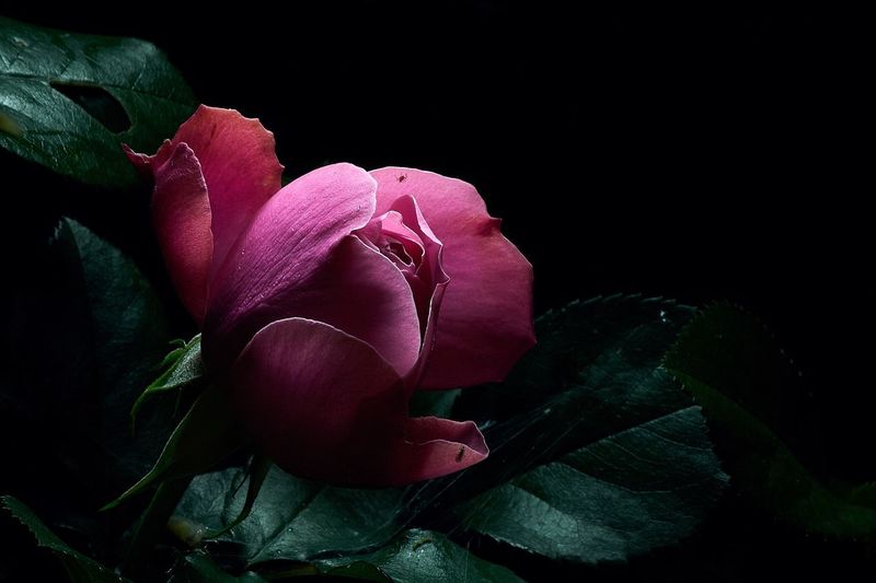 Close-up of flower over black background