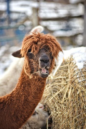 Close-up of a llama on a farm
