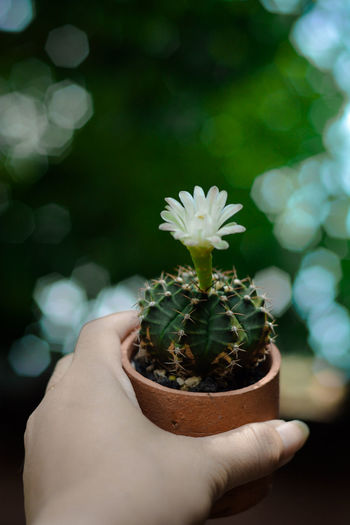 Cropped hand of person holding small potted plant