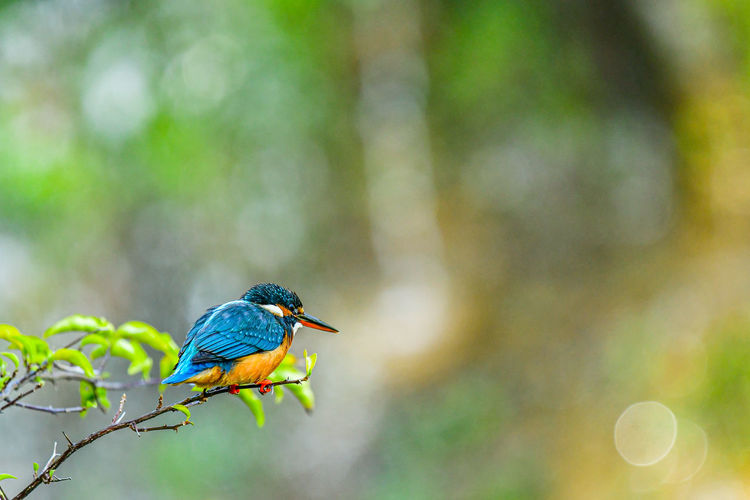 Close-up of bird perching on branch